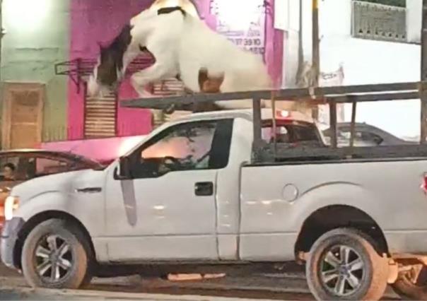 Caballo se inquieta y baja de camioneta que lo transportaba en Guadalupe (VIDEO)