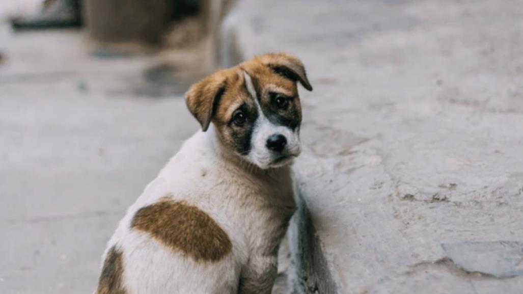 ¿Pagarte por rescatar perritos? Esta es la propuesta del PVEM