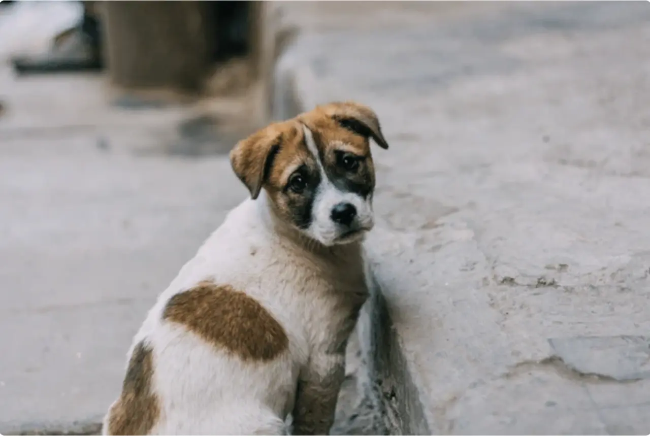 Perrito callejero. Foto: ttpang