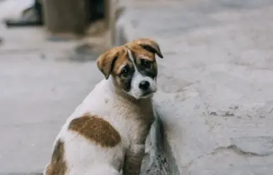 ¿Pagarte por rescatar perritos? Esta es la propuesta del PVEM