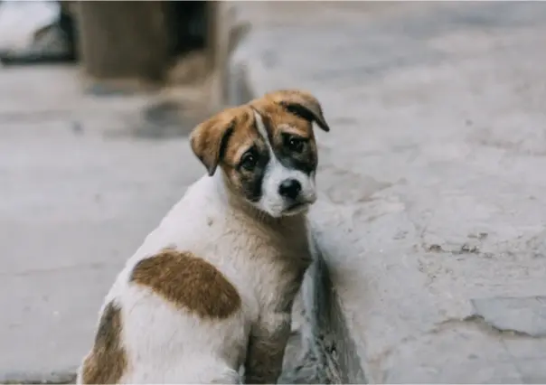 ¿Pagarte por rescatar perritos? Esta es la propuesta del PVEM