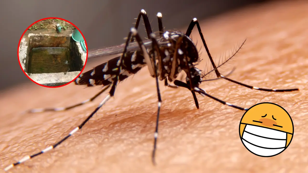 Mosquito del Dengue, acompañado de un foco de infección con agua estancada / Foto: CANVA