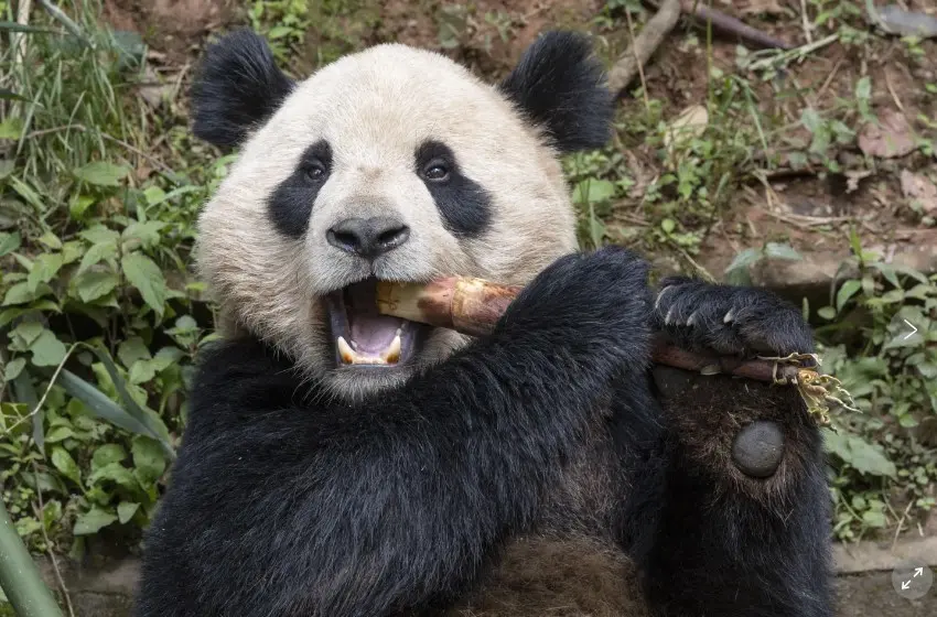 Una pareja de Pandas gigantes llegarán a Estados Unidos. Foto. Ken Bohn. Zoo Vía AP