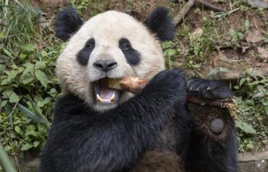 Pareja de pandas gigantes viajará de China a San Diego