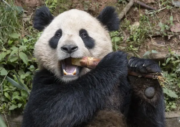 Pareja de pandas gigantes viajará de China a San Diego