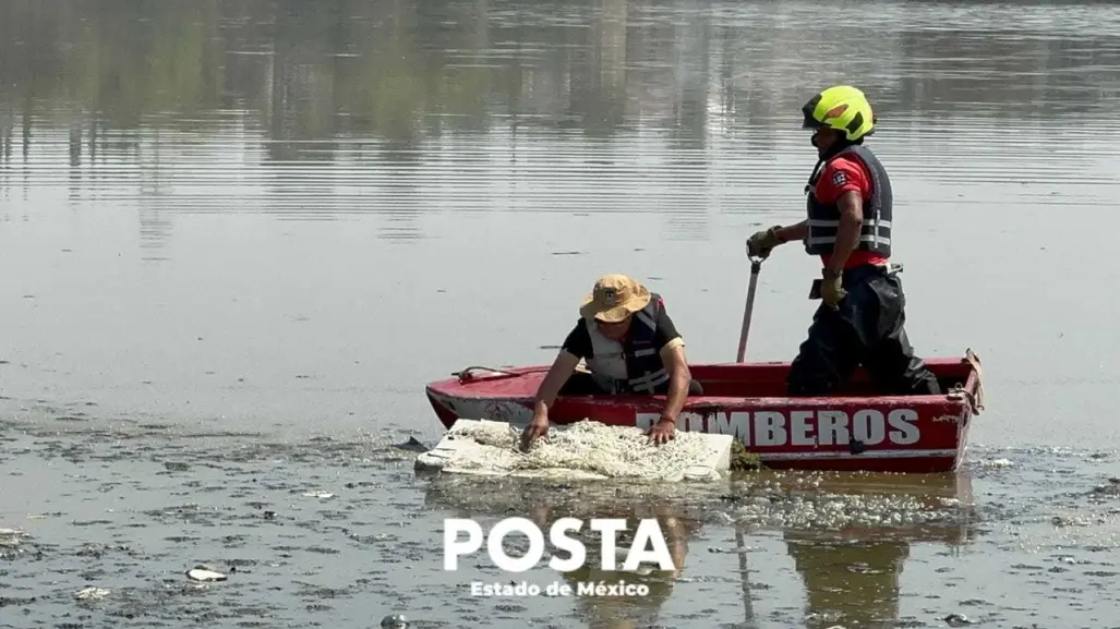 Intentan capturar cocodrilo en laguna de Cuautitlán Izcalli (VIDEO)