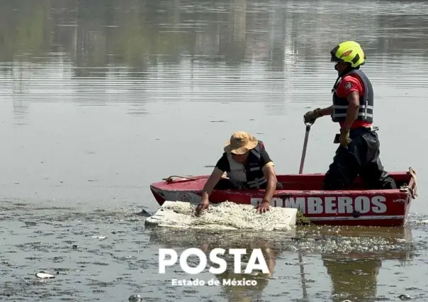 Intentan capturar cocodrilo en laguna de Cuautitlán Izcalli (VIDEO)