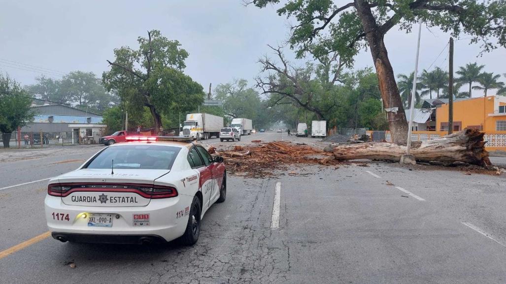 Circulación cerrada en carretera Victoria-Monterrey por caída de árbol