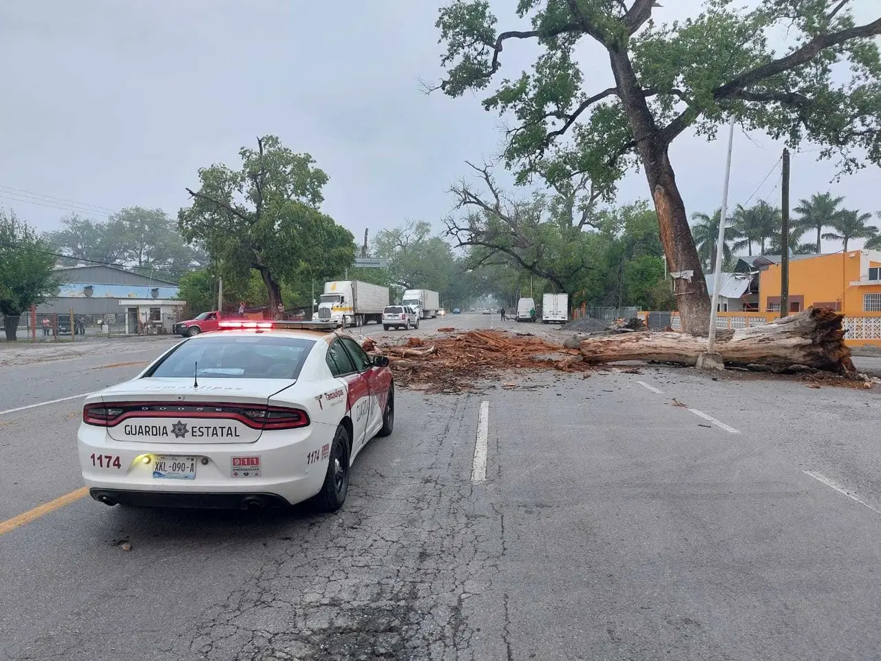 Árbol caído en carretera Victoria - Monterrey, personal de Guardia Estatal atiende la situación. Fotos: SSPT