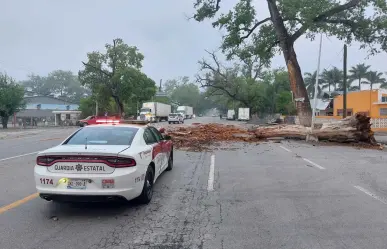 Circulación cerrada en carretera Victoria-Monterrey por caída de árbol