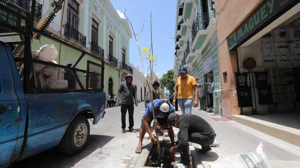 Avanza la plantación de árboles en el Centro Histórico de Mérida