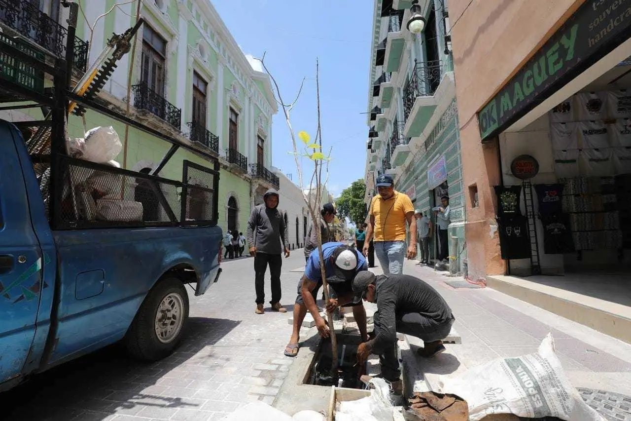 Personal de la Secretaría de Desarrollo Sustentable supervisó la plantación de 20 especímenes de maculís en el tramo de la calle 60 que va de la 61 a la 59.- Foto cortesía