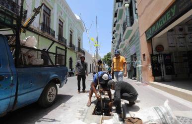 Avanza la plantación de árboles en el Centro Histórico de Mérida