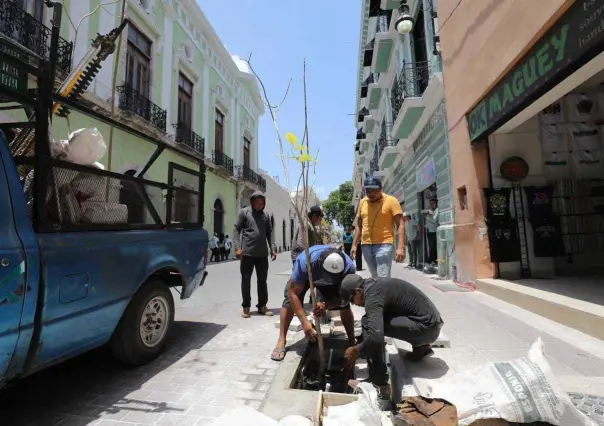 Avanza la plantación de árboles en el Centro Histórico de Mérida