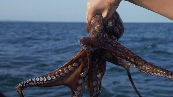 Buzos cazadores de Pulpo en veda, fueron captados en video en Dzilam Bravo. Foto: Redes sociales