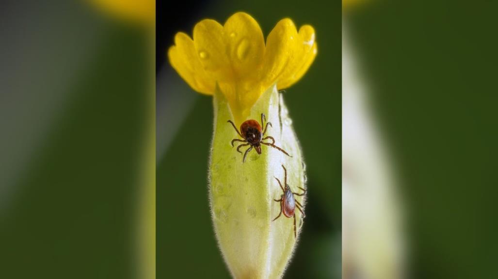 Detectaron garrapatas en el Mercado Gómez Palacio