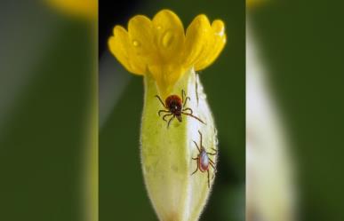 Detectaron garrapatas en el Mercado Gómez Palacio