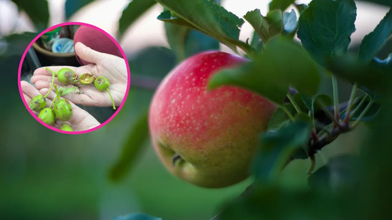 Huertos afectados acompañados de una manzana en su creciendo bajo el sol / Foto: Gobierno de Arteaga