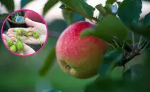 ¿Tu huerto de manzana fue afectado durante la granizada? Descubre qué hacer aquí