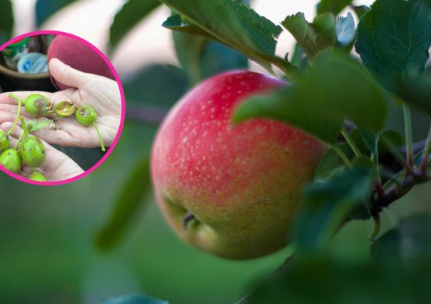 ¿Tu huerto de manzana fue afectado durante la granizada? Descubre qué hacer aquí