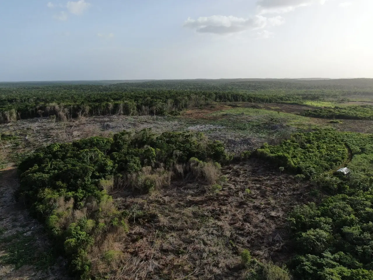 Campeche es el estado donde se registra la mayor cantidad de terreno afectado Foto: Ilustrativa