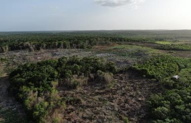 Incendios forestales en Yucatán han arrasado más de 71 mil hectáreas al año