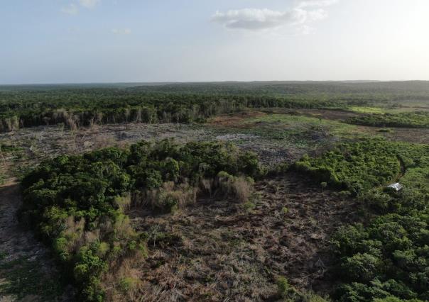 Incendios forestales en Yucatán han arrasado más de 71 mil hectáreas al año