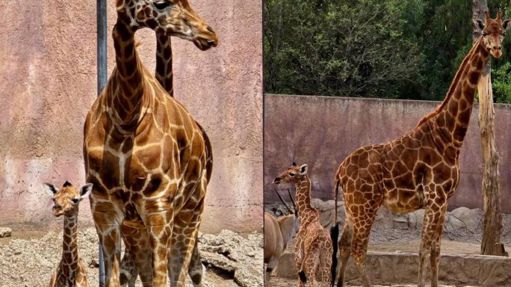 ¡Bienvenida al mundo! Nace jirafa en el Zoológico de San Juan de Aragón