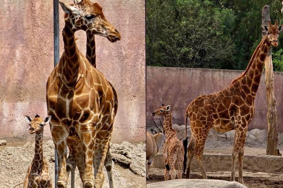 La jirafa se encuentra en buenas condiciones y seguirán observándola. Foto: Sedema