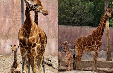 ¡Bienvenida al mundo! Nace jirafa en el Zoológico de San Juan de Aragón