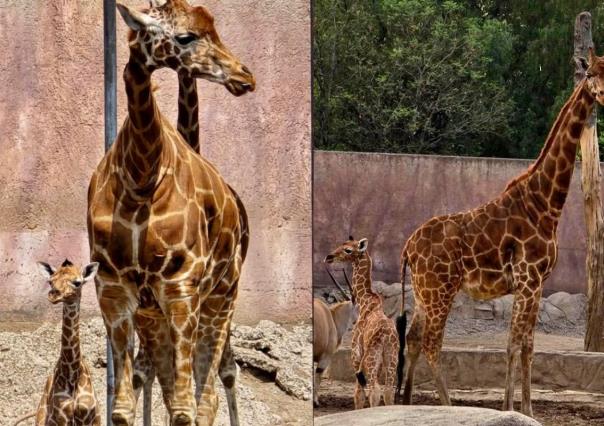 ¡Bienvenida al mundo! Nace jirafa en el Zoológico de San Juan de Aragón