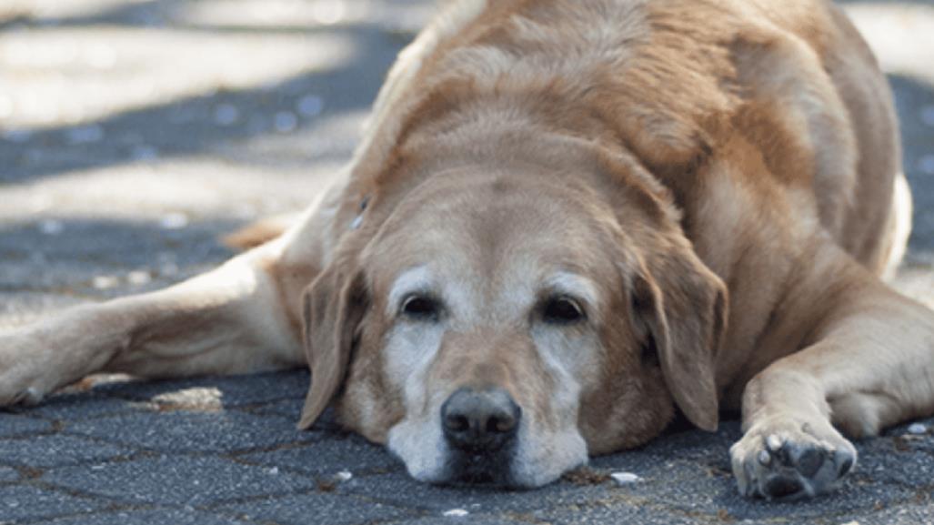 Consejos para cuidar a tu mascota del calor extremo