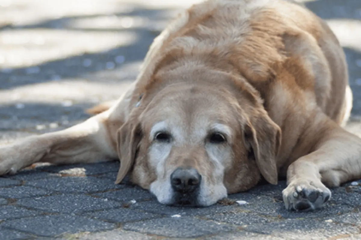 Padecimientos relacionados con las altas temperaturas como el golpe de calor pueden ser mortales para mascotas como los perros. Foto: Carlos García