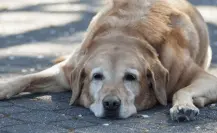 Consejos para cuidar a tu mascota del calor extremo