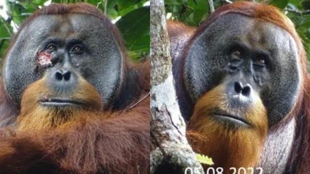 Orangután se auto-medica con planta medicinal: Estudio da primer registro