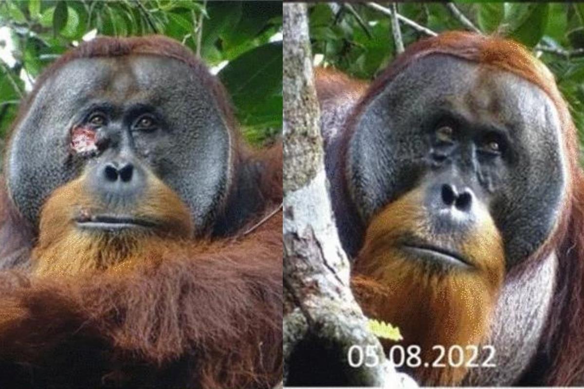 Rakus, el orangután, a la izquierda con su herida en la cara y, a la derecha, cuando ya se había curado de su herida. Foto: Scientific Reports