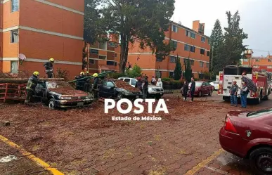 Lluvia, viento y caída de árboles en Cuautitlán Izcalli (VIDEO)