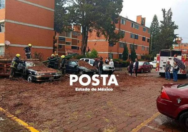 Lluvia, viento y caída de árboles en Cuautitlán Izcalli (VIDEO)