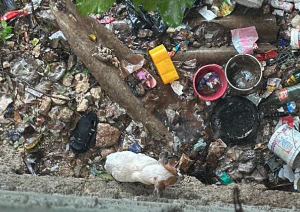 Reportan casos de maltrato animal en Valladolid, piden a autoridades atenderlos