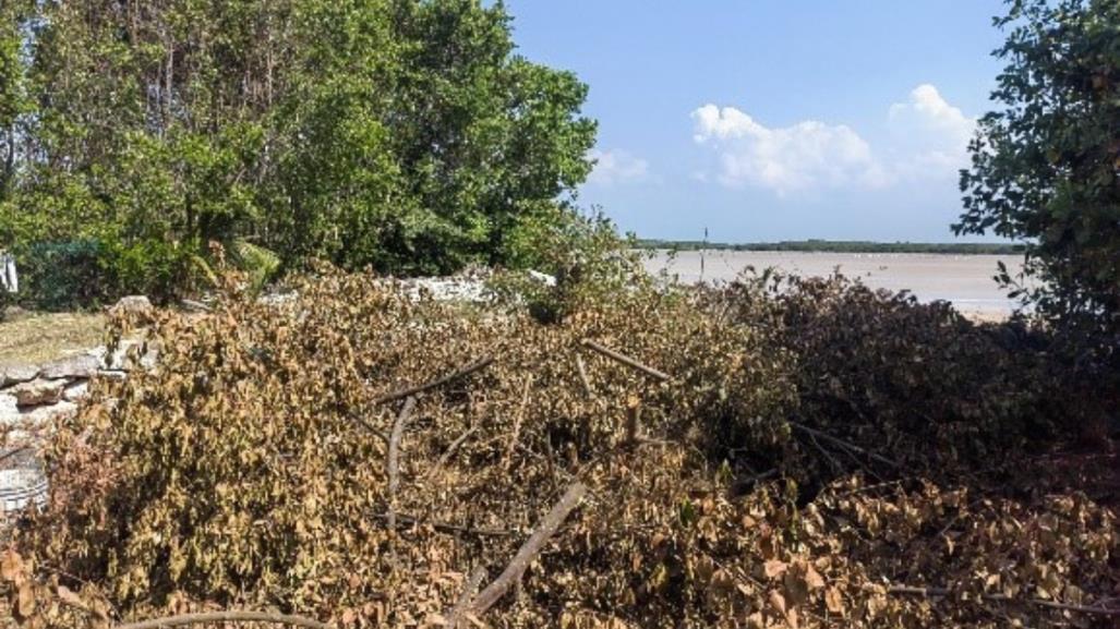 Clausuran predios en Sisal por tala del manglar y relleno del humedal costero