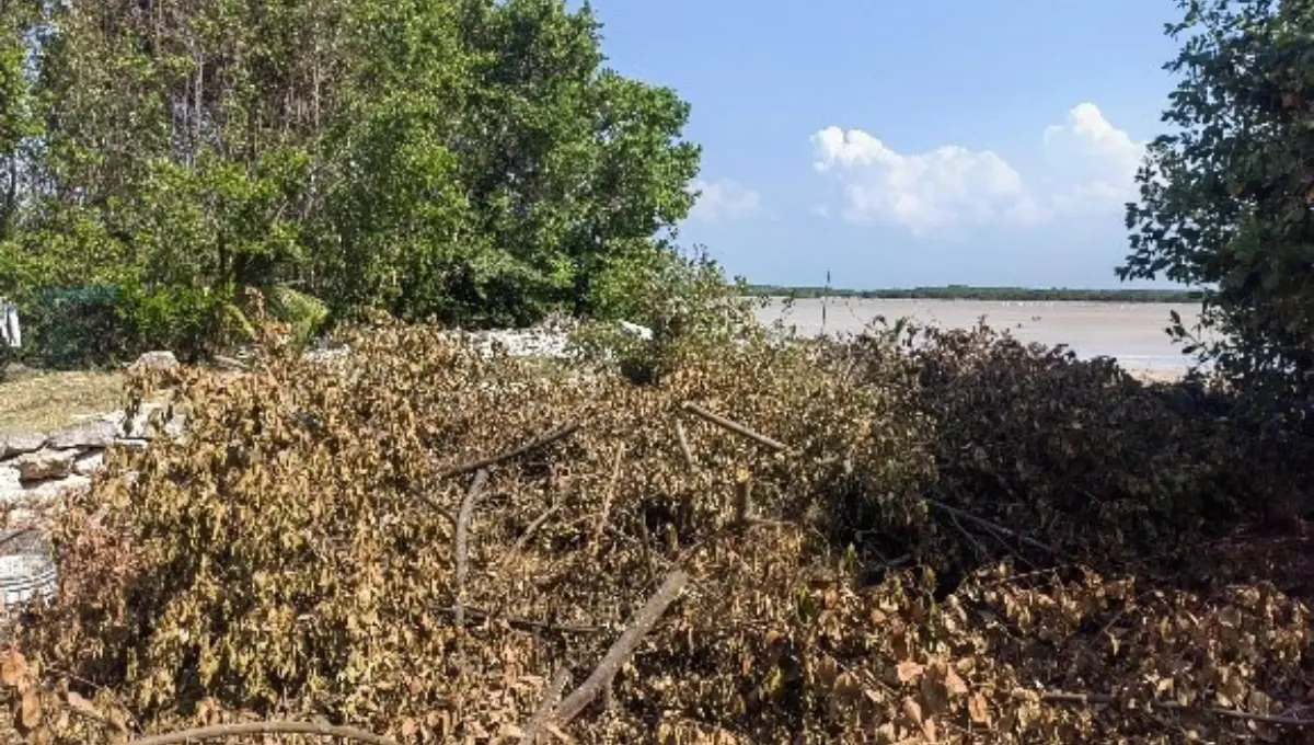 Los predios se encuentran en estero y ciénaga del Puerto de Sisal en Hunucmá Fotos: Profepa