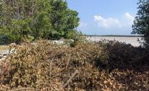 Clausuran predios en Sisal por tala del manglar y relleno del humedal costero