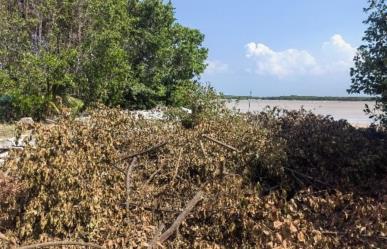 Clausuran predios en Sisal por tala del manglar y relleno del humedal costero