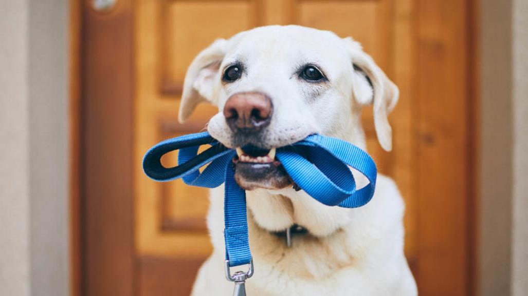 ¿Cuál es el mejor horario para sacar a pasear a mi perro?