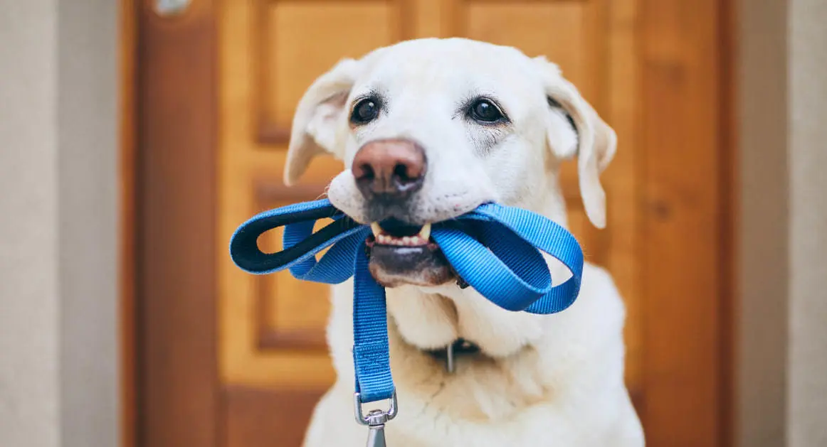 Elegir el momento adecuado para llevar a tu mascota a dar un paseo puede marcar una gran diferencia en su experiencia y seguridad. (Fotografía: Canva)