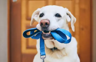 ¿Cuál es el mejor horario para sacar a pasear a mi perro?