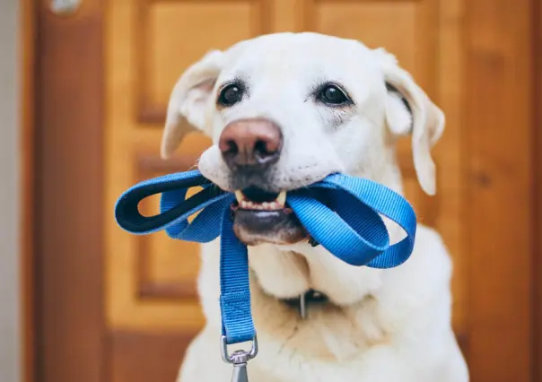 ¿Cuál es el mejor horario para sacar a pasear a mi perro?