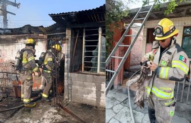Arde vivienda en la colonia Nueva Morelos de Monterrey; rescatan a gatito