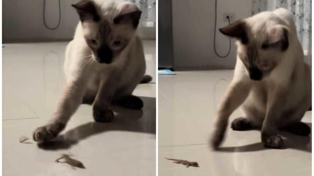 ¡Sorpresa! Gato arranca cola a lagartija y reacción se hace viral (VIDEO)