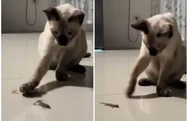 ¡Sorpresa! Gato arranca cola a lagartija y reacción se hace viral (VIDEO)